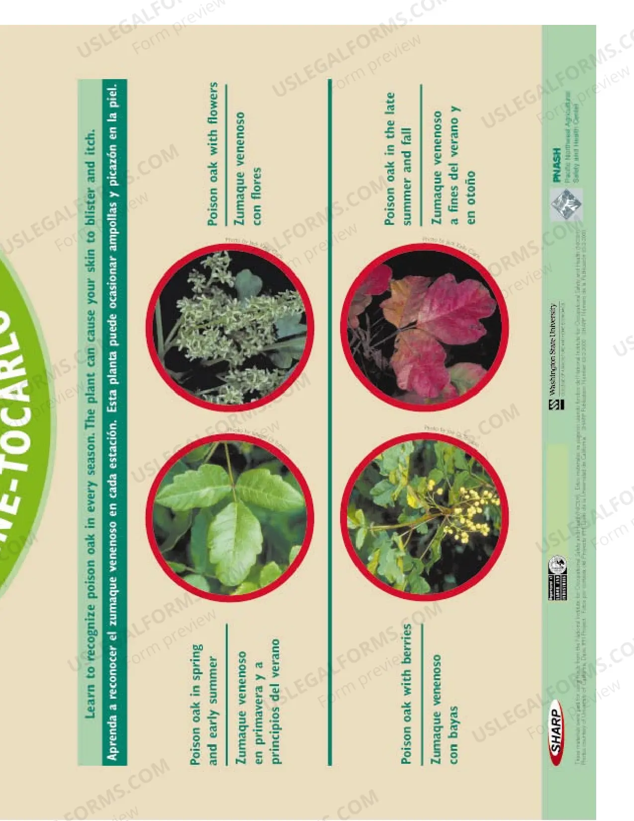 Preview Poison Oak Poster
